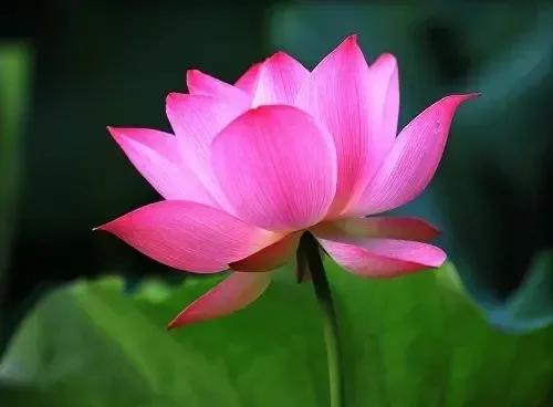 萍水相逢就是緣 萍水相逢就是緣