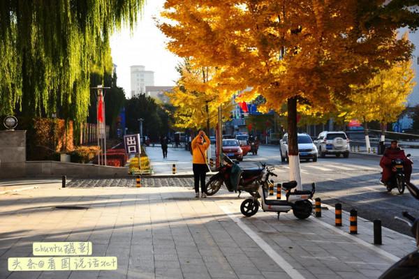 河北青龍:銀杏金黃風光美 河北青龍:銀杏金黃風光美