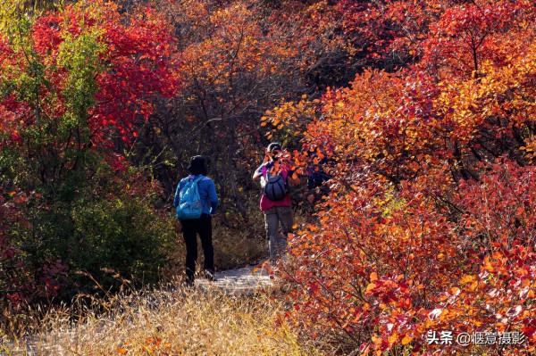 鄭州環翠峪,霜葉紅於二月花 鄭州環翠峪,霜葉紅於二月花