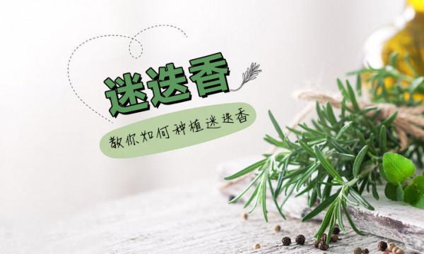 如何種植迷迭香,新鮮的香料,廚房裡的超多用處 如何種植迷迭香,新鮮的香料,廚房裡的超多用處