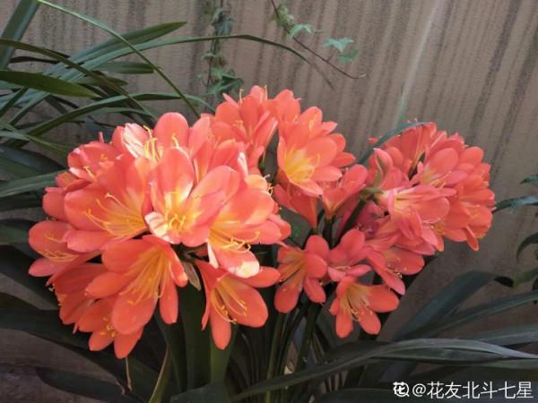 現在給花上秋肥,杆子粗、葉子密,不然冬天都凍死 現在給花上秋肥,杆子粗、葉子密,不然冬天都凍死