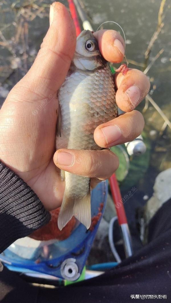 初冬用蚯蚓還是商品餌,實戰出真知 初冬用蚯蚓還是商品餌,實戰出真知