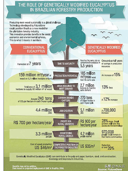 巴西的轉基因桉樹之路