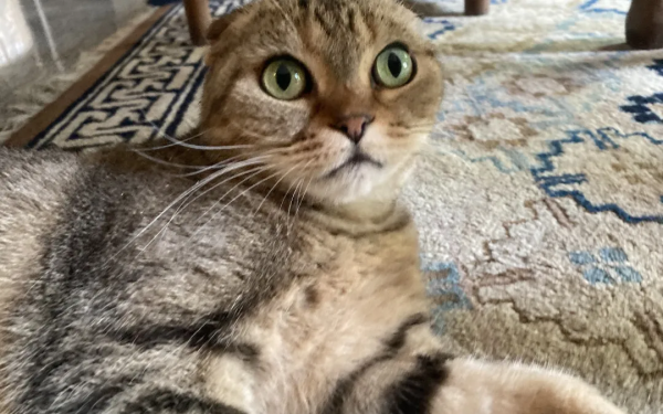 蘇格格|不出門可以做些什麼? 蘇格格|不出門可以做些什麼?