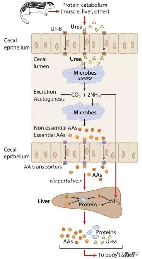 揭開冬眠之謎：不吃不喝時腸道微生物能夠從代謝廢物尿素中獲取氮