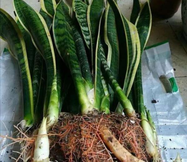 虎皮蘭有“3怕2不喜”，難怪東倒西歪，從不出“新芽”