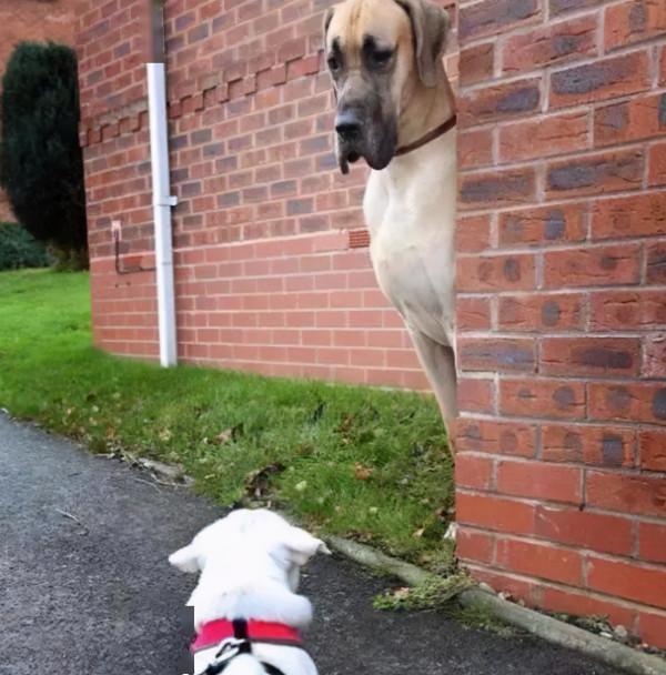 盤點最“慫”的幾種狗,不能保護主人,溜得比誰都快 盤點最“慫”的幾種狗,不能保護主人,溜得比誰都快