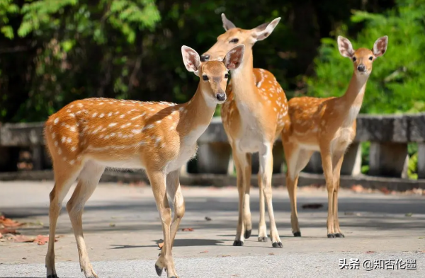 養殖20頭“梅花鹿”，大概一年掙多少錢？養殖戶：算一算就有底了