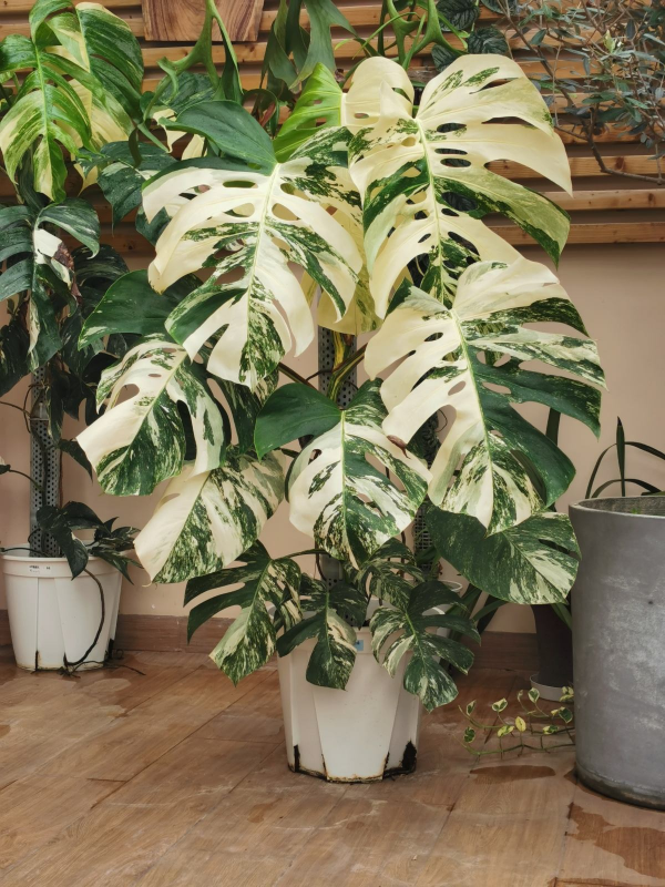 室內想養&OpenCurlyDoubleQuote;大盆&rdquo;鎮宅花，建議從這10種裡面選，聽名字就很霸氣