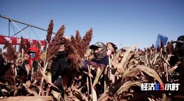 沙漠“長”綠洲！4000畝沙漠上，高粱、西瓜、番茄產量驚人