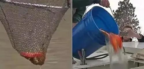 四條金魚引發的一座湖的生態慘案