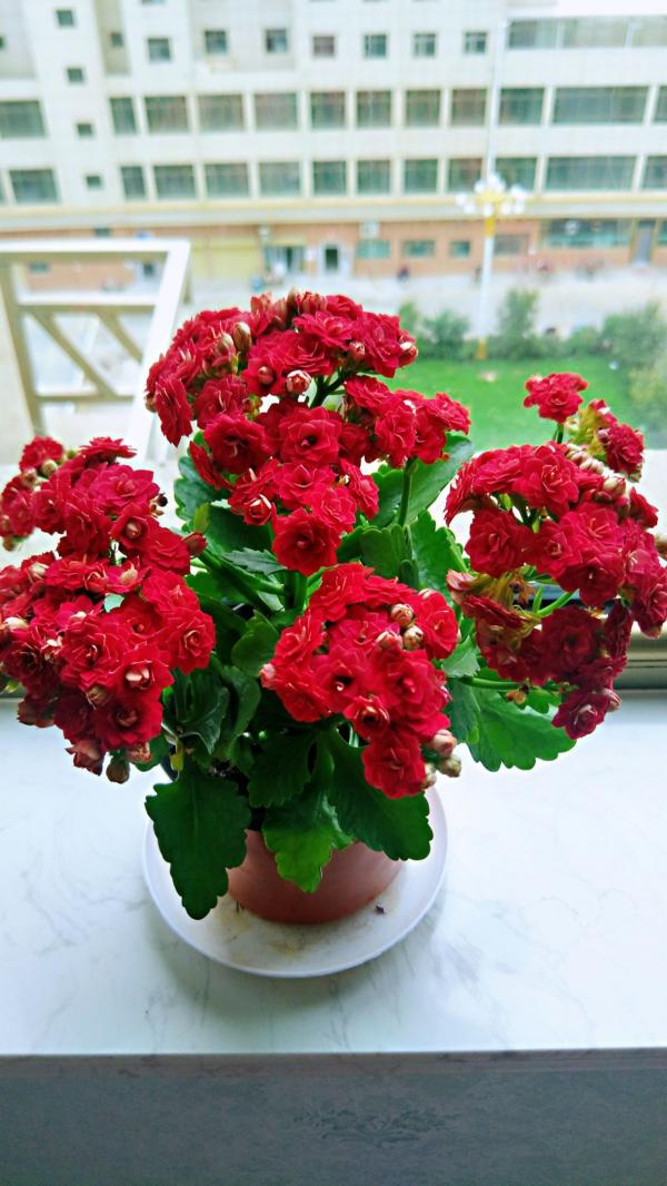 8種花紅得像火,一看就特吉祥,養家裡紅紅火火真喜慶 8種花紅得像火,一看就特吉祥,養家裡紅紅火火真喜慶