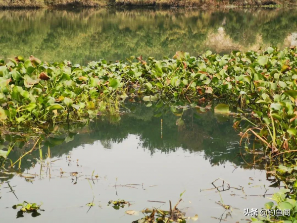 都是釣草邊，為何別人爆護你空軍？下次記住要找這種位置