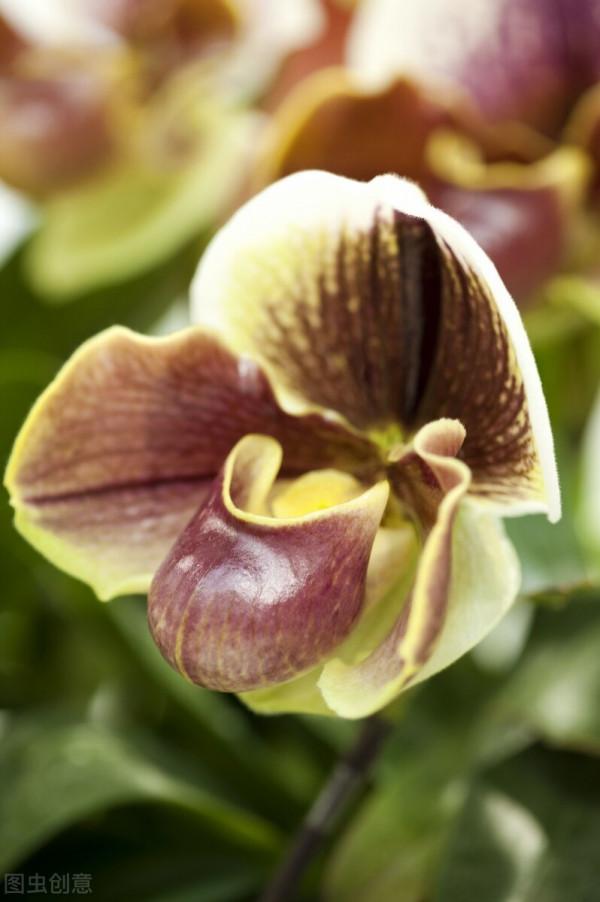 拖鞋蘭又稱兜蘭