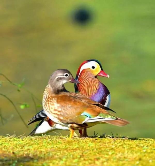 鴛鴦鳥精美圖片