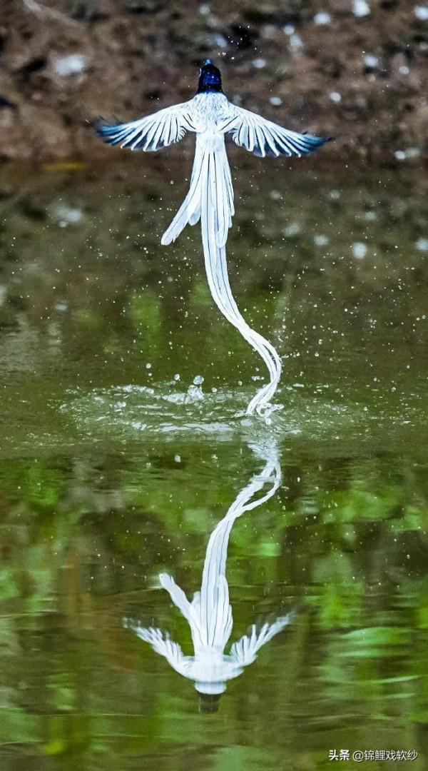 一支清新美麗的，壽帶鳥，尾巴長長，仙氣飄飄，美得像仙女