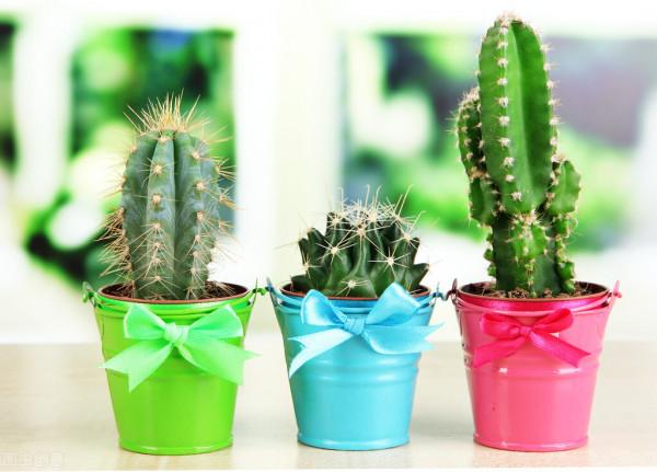 花草換盆旺季來臨，學會“三看三觀察”，換盆就是小菜一碟