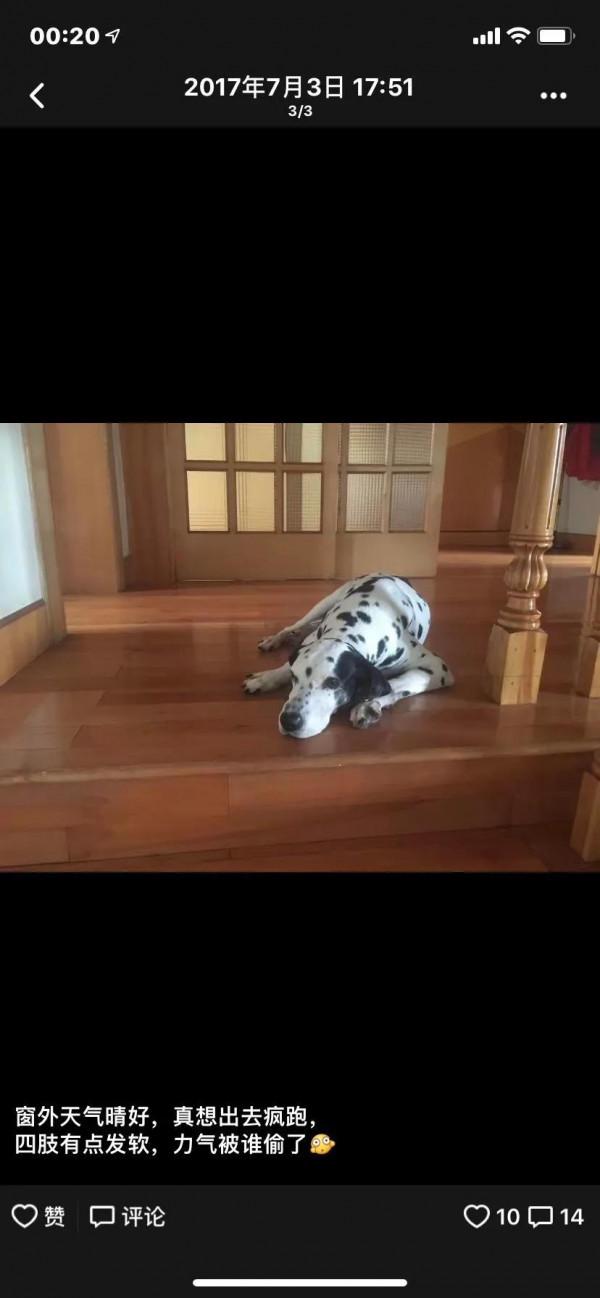 我作為一個非常愛狗的人,為什麼再也不養狗了 我作為一個非常愛狗的人,為什麼再也不養狗了