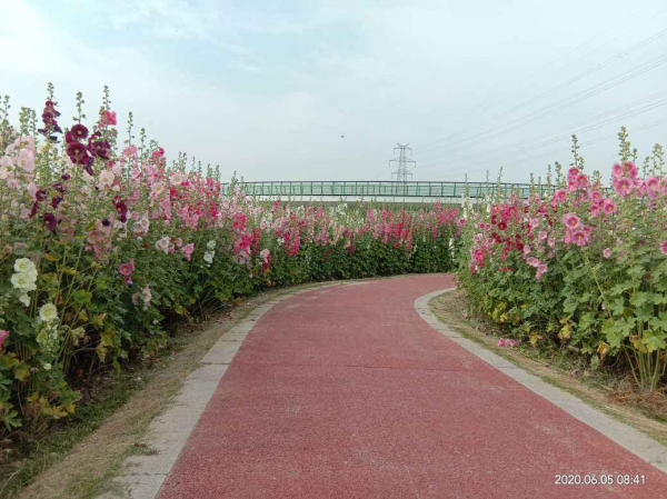 甄嬛傳華妃口中的“一丈紅”，其實就是蜀葵，開花豔麗多彩花期長