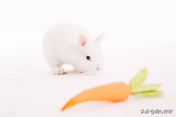 軟糯可愛的小兔兔，毛絨絨治癒力超強