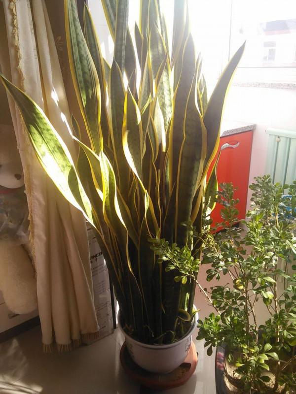 9種“懶人花”，適合小盆養，管得“少”一些，才能多開花