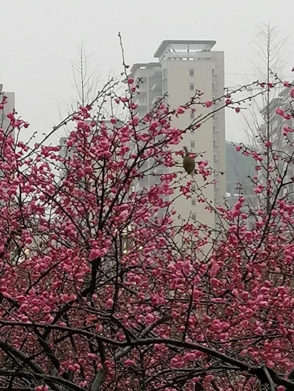 陸家新區中心公園賞梅
