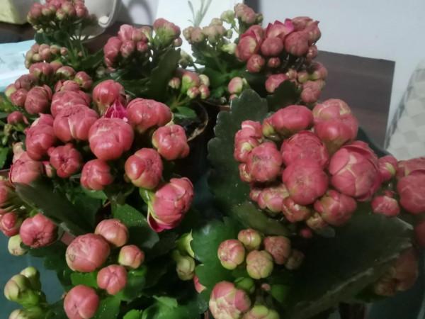 新入手的長壽花