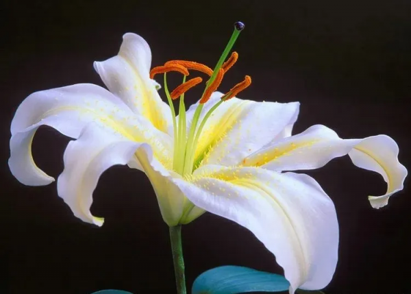 你在哪天出生，就是哪朵花，美到極致