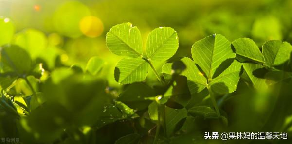 命運不公，努力的福華一輩子沒有享福，家庭的負累讓他抱憾終身