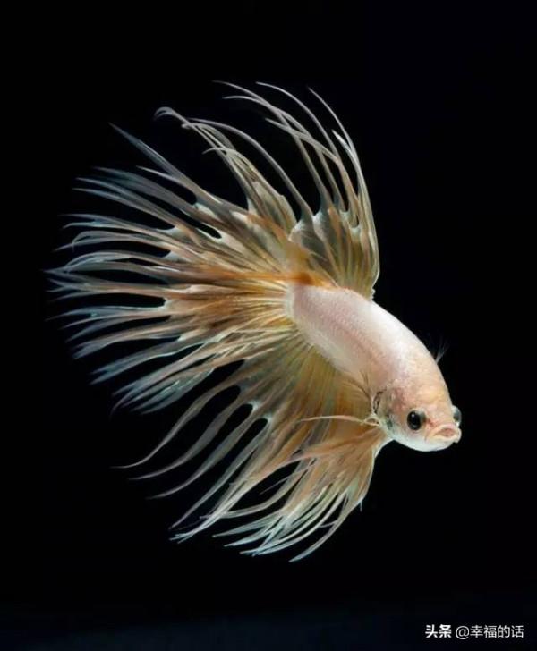 全世界最，最美的魚、最罕見的鳥，集齊了！大開眼界