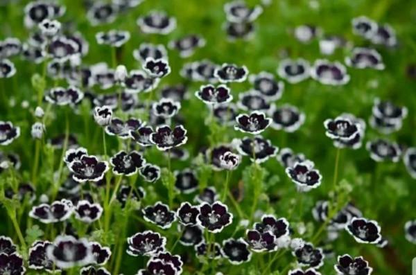走進藍色海洋,你就是女王!嬰兒的蘭眼睛—喜林草。挺住,別迷路 走進藍色海洋,你就是女王!嬰兒的蘭眼睛—喜林草。挺住,別迷路
