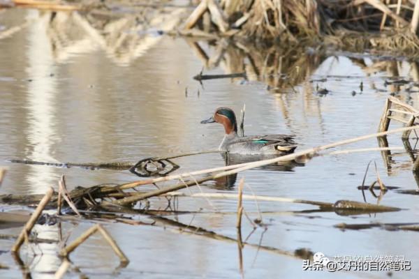元旦初探蕭太后河-鴴鷸開年 元旦初探蕭太后河-鴴鷸開年