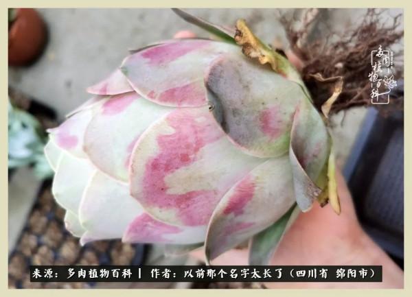 我只在乎你!以愛之名種下玫瑰一片 我只在乎你!以愛之名種下玫瑰一片