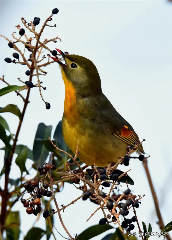 「百將文化」紅嘴相思鳥羽衣華麗、動作活潑、姿態優美、鳴聲悅耳 「百將文化」紅嘴相思鳥羽衣華麗、動作活潑、姿態優美、鳴聲悅耳