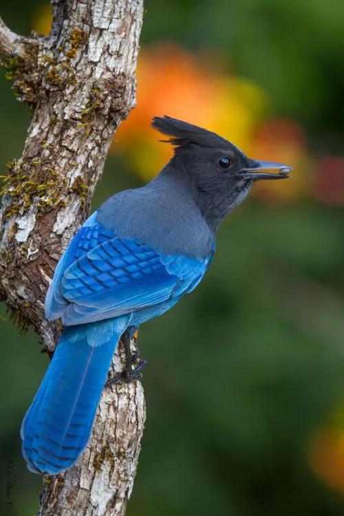 100幅美麗的鳥圖欣賞