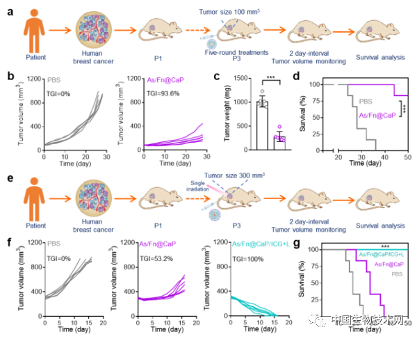 仿生礦化鐵蛋白用於實體腫瘤靶向遞送研究獲進展