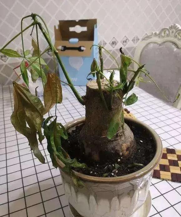 容易被水澆死的“10種花”，養不活都是由於手太勤