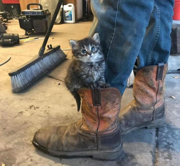 那些擁有太陽般氣質的動物們,看它們一眼就能讓你開心一整天 那些擁有太陽般氣質的動物們,看它們一眼就能讓你開心一整天