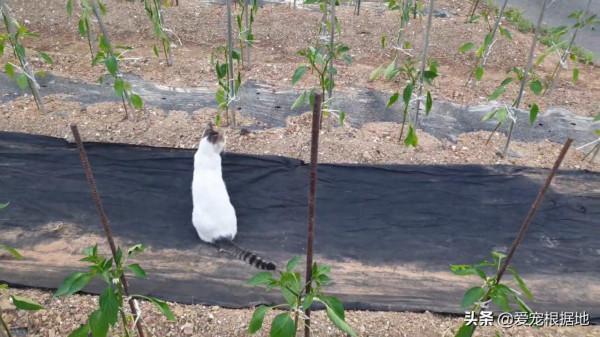 餵了一隻流浪貓，它隔三差五送禮上門，還直接把孩子送給好心人