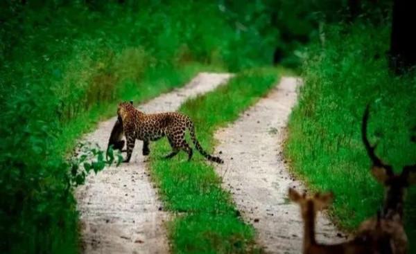 動物界奇異瞬間抓拍，從未見過這麼讓人驚歎的絕妙瞬間，大開眼界