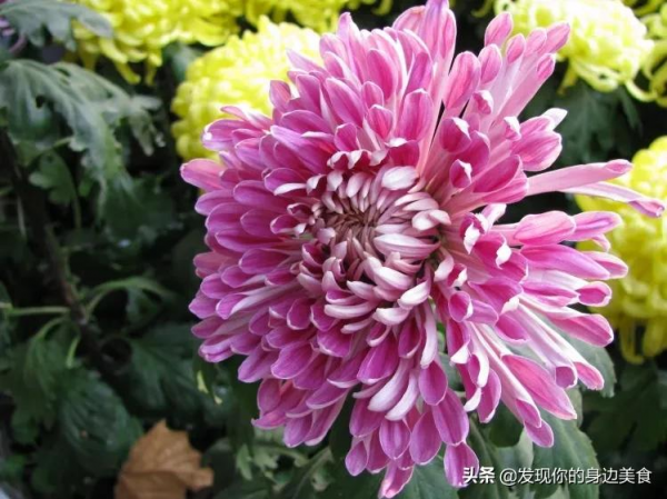 傲霜菊花奪人眼