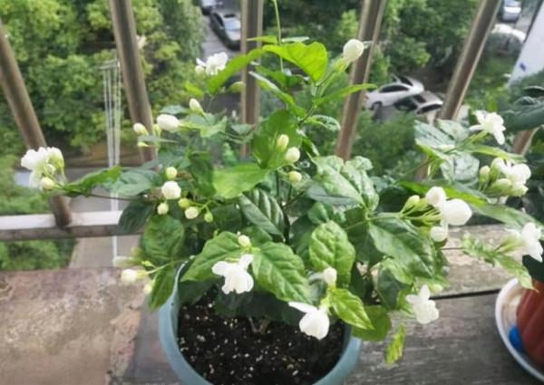 腐葉土，松針土，都比不上這種“骨粉土”，養一盆爆一盆