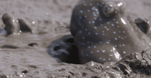 跳跳魚:我為了上岸跳了3億年,卻還是跳進了你們人類的廚房 跳跳魚:我為了上岸跳了3億年,卻還是跳進了你們人類的廚房