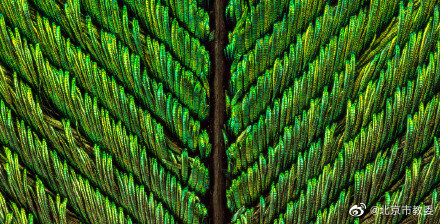 從珍貴的孔雀羽毛看“結構色” 從珍貴的孔雀羽毛看“結構色”