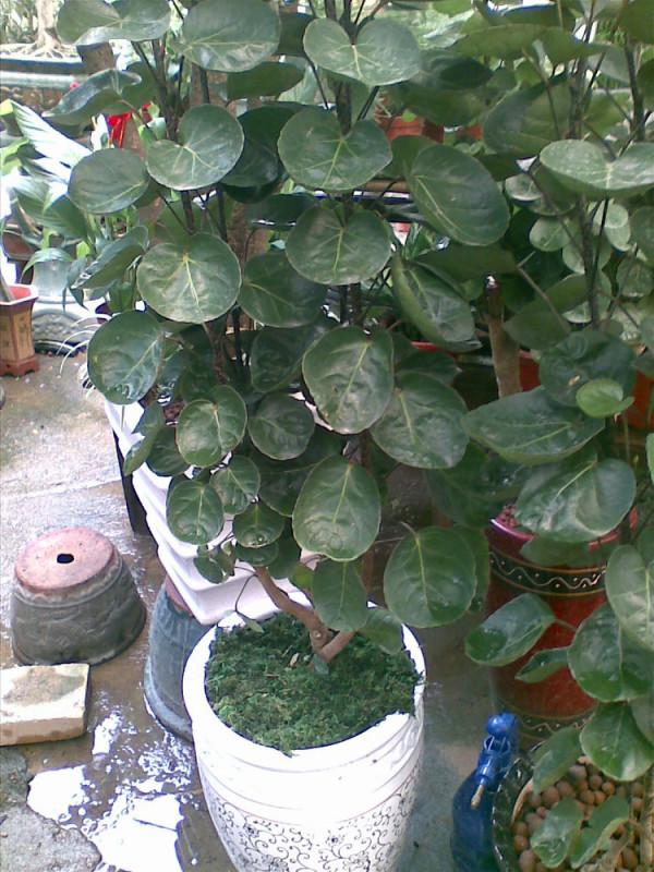 5種“有錢花”,滿盆“銅錢葉”,越養錢越多,有錢人家都愛養它 5種“有錢花”,滿盆“銅錢葉”,越養錢越多,有錢人家都愛養它