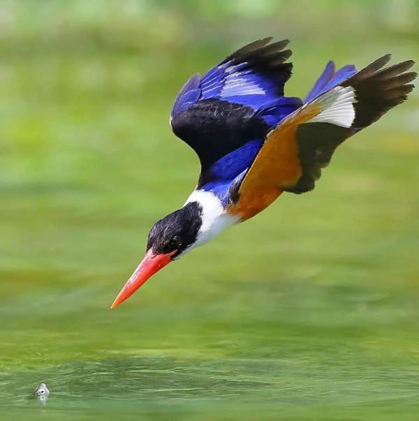 分享——最珍貴罕見的鳥