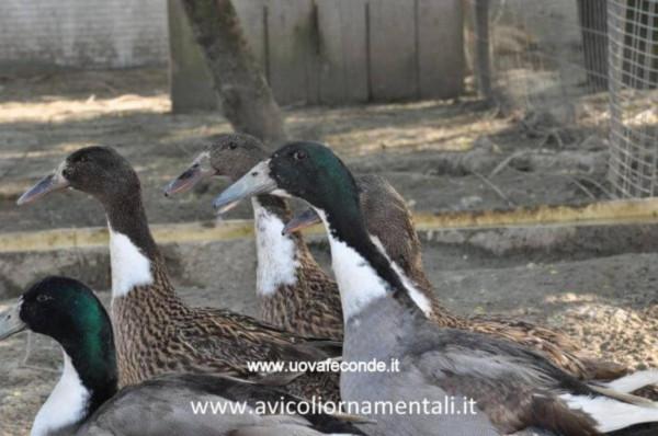 一種氣質出眾的鴨子,有著彎曲的鴨嘴,帶你認識數量稀少的勾嘴鴨 一種氣質出眾的鴨子,有著彎曲的鴨嘴,帶你認識數量稀少的勾嘴鴨