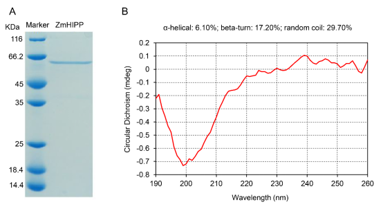 四川農業大學沈亞歐團隊在玉米鉛耐受性研究中取得新進展