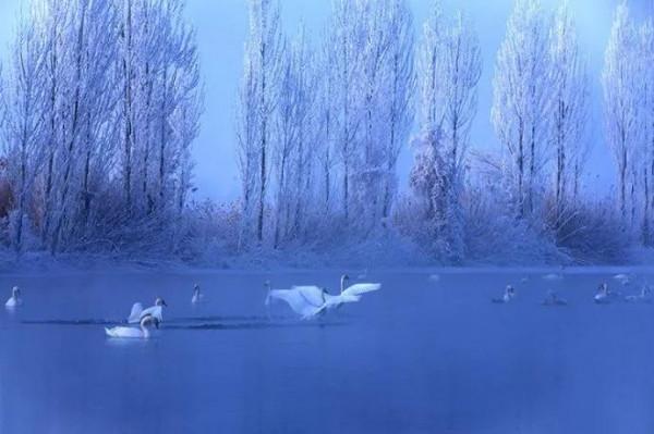 天鵝是美麗的，靈動的