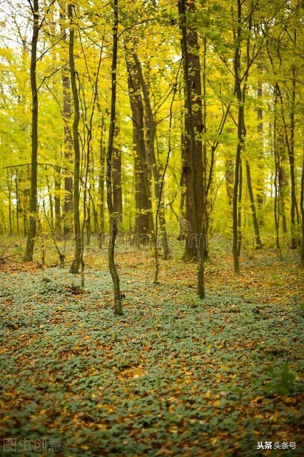 組合飛花令:顏色+植物(二)“樹”+顏色,趕緊收藏 組合飛花令:顏色+植物(二)“樹”+顏色,趕緊收藏